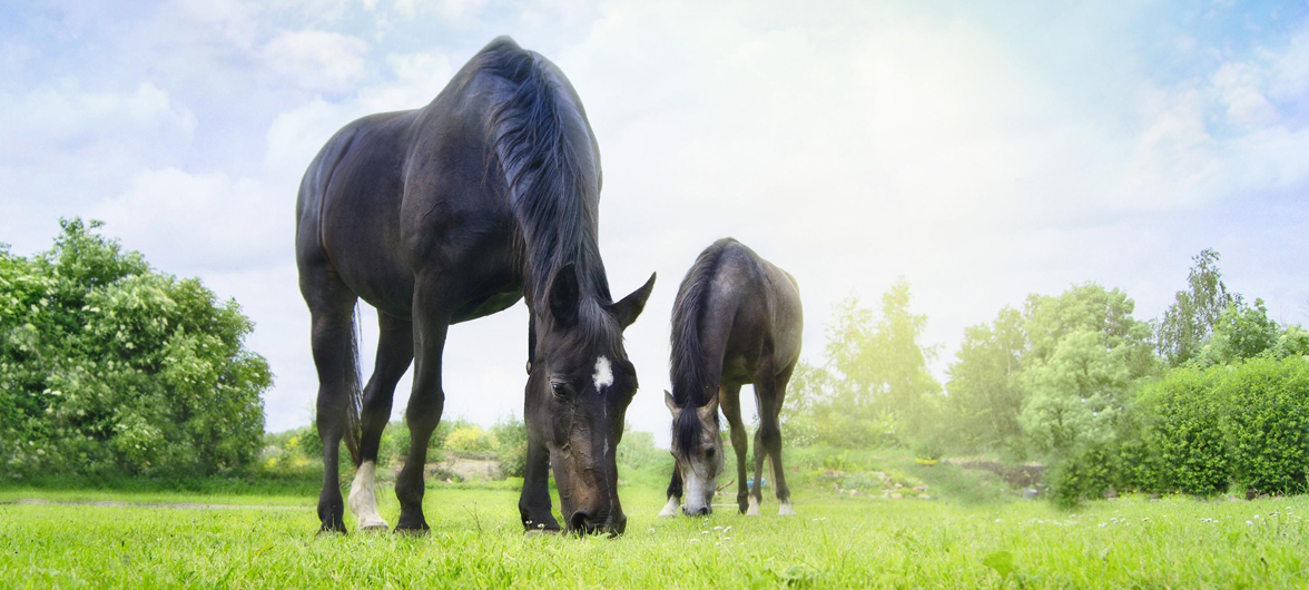 Acte de cruauté sur les équidés